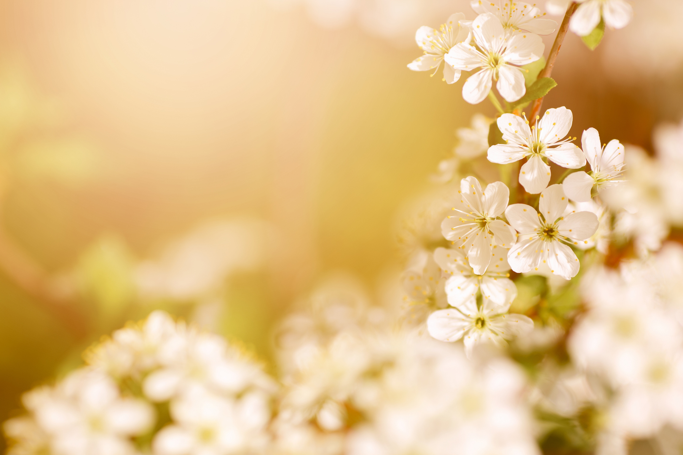 Flower Backgrounds